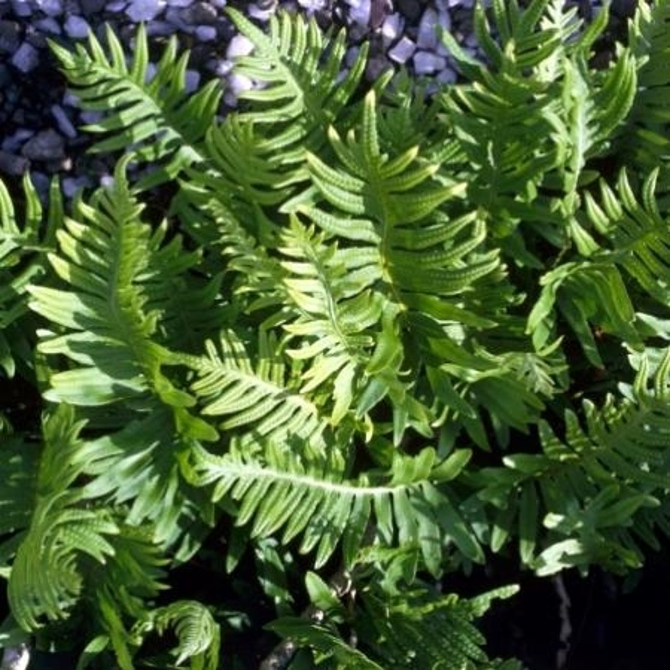 Polypodium vulgare - P11